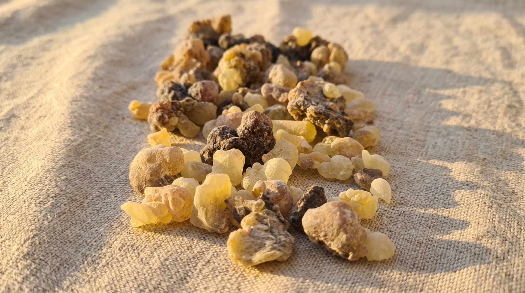 Arbre Boswellia sacra entaillé et larmes de résine dans le Dhofar, Oman — Real & Roots