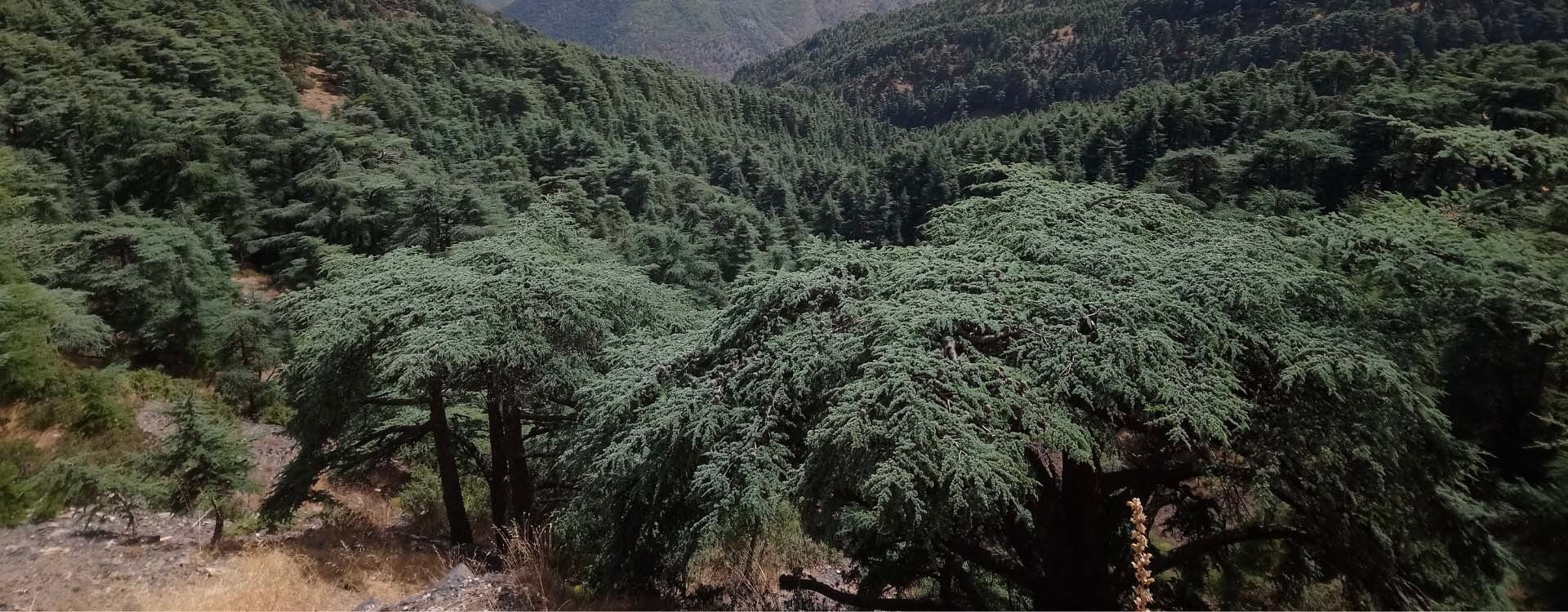 Cèdre de l'Atlas