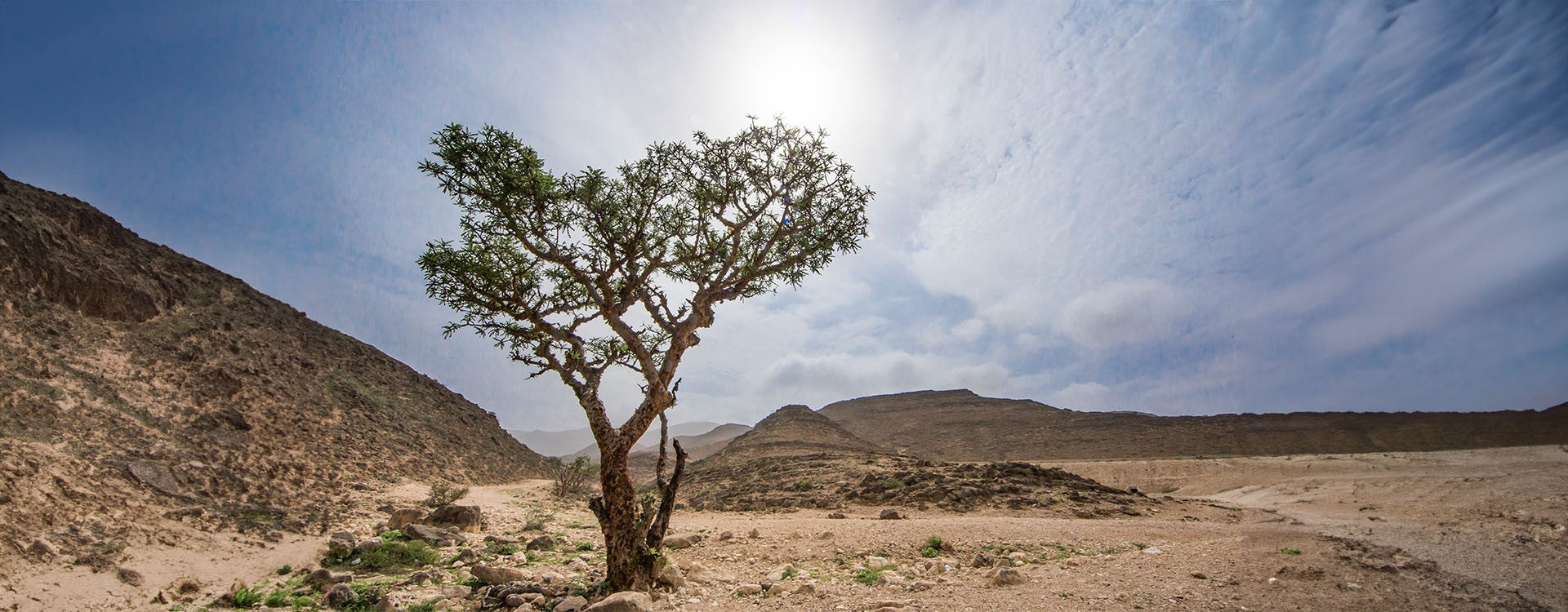 Árbol de Boswellia