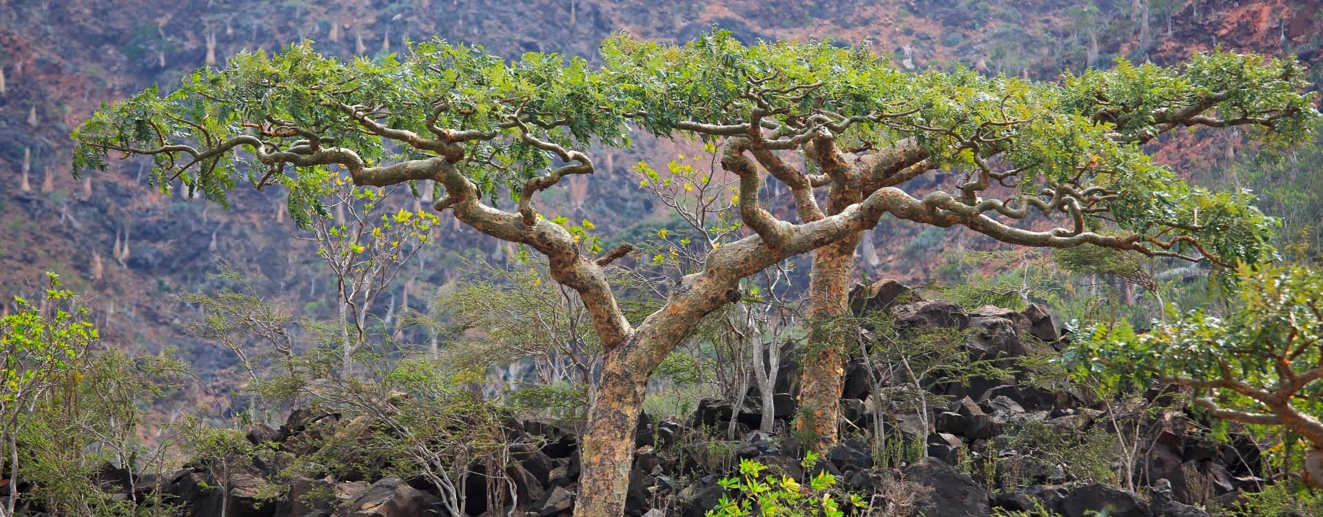 Boswellia Serrata