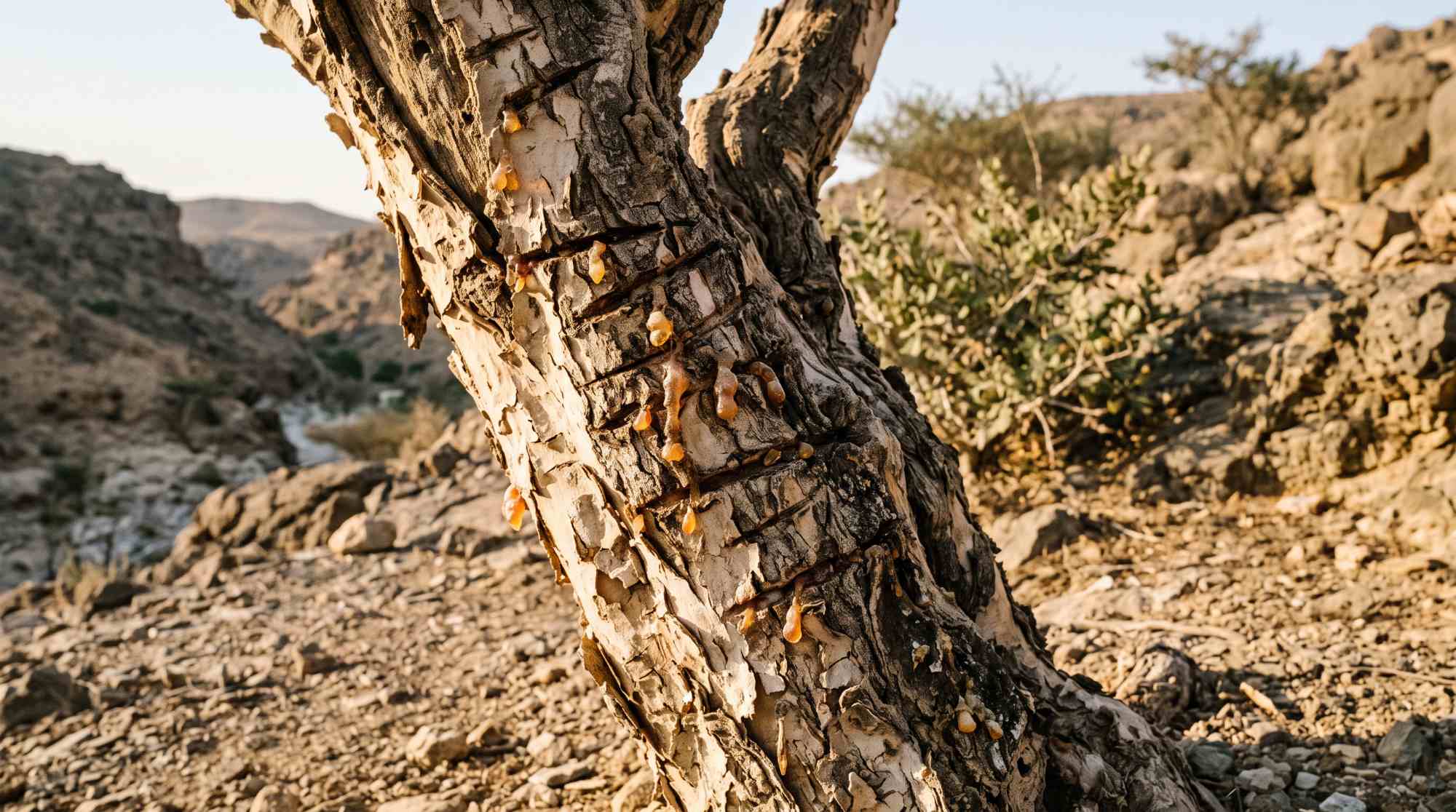 Collines du Dhofar sous la mousson khareef et ruines d'un relais caravanier — Real & Roots