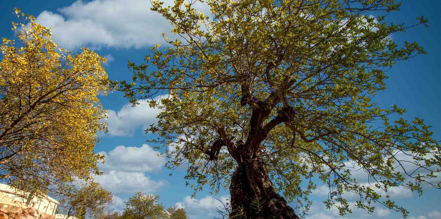 Honey tree Morocco